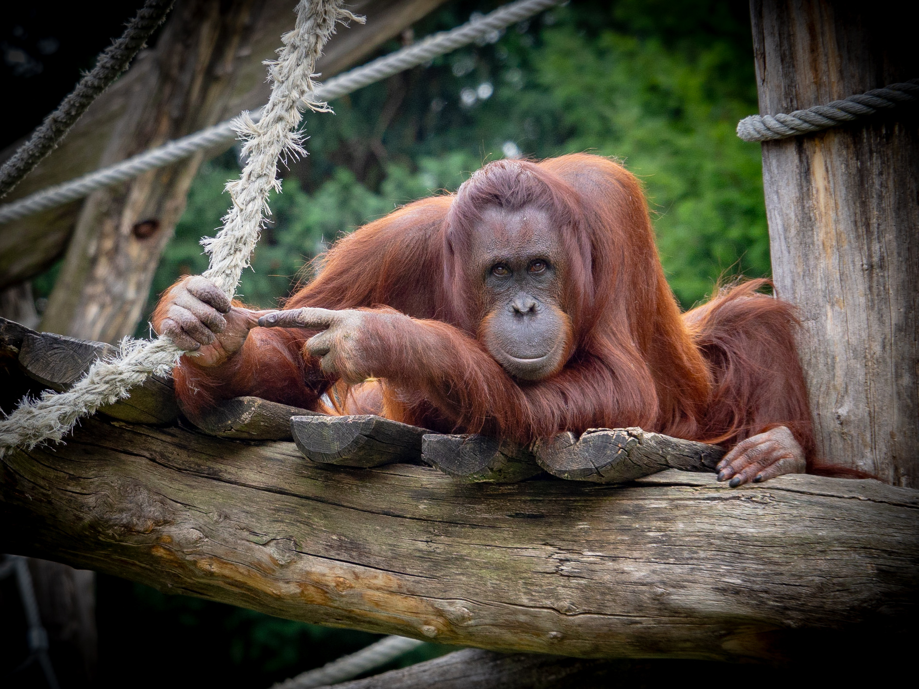 Orang-Utan / 2021-03 Foto des Monats - Ingrid Kisser