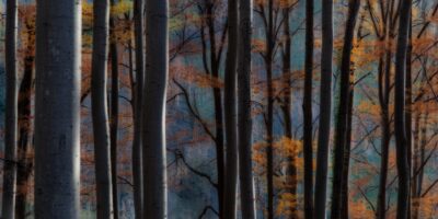 Herbst / 2022-02 Foto des Monats - Leopold Mayer