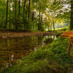 Foto des Monats September 2022 - "Pilz am Wasser" von Edda Mayer