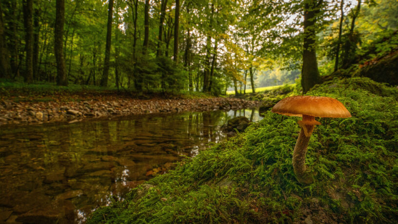 Foto des Monats September 2022 - "Pilz am Wasser" von Edda Mayer