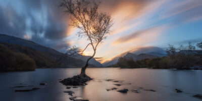 Barbara Seiberl-Stark - Lonely Tree