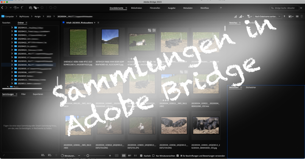 Adobe Bridge: Sammlungen und Smart-Sammlungen